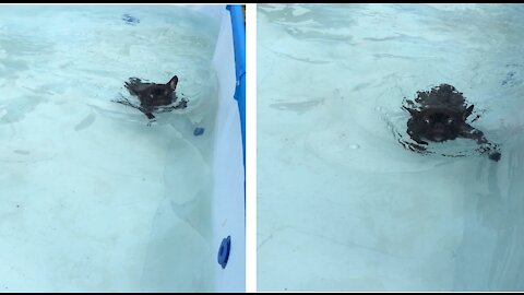 French Bulldog First Swim