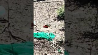 King Parrot down out of the tree eating some seed