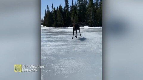 Moose is very curious about this human creature