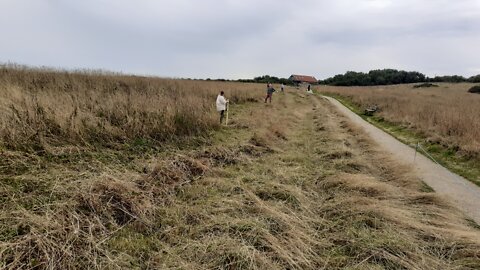 Lye (Scythe) Mowing at Bempton Cliffs