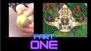 Chrono Trigger Chickens: Part I I Meet 6 Baby Chicks! I Vermont Red Pill I Chrono Tigger Soundtrack