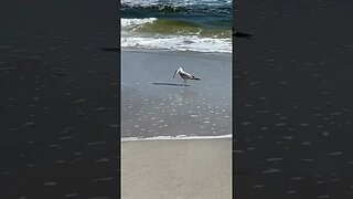 Seagull Catches Fish - Holiday Beach Views Jacksonville Beach Florida December 2022