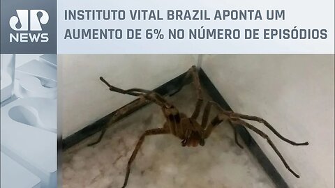 RJ registra 1.300 acidentes com aranhas e escorpiões em 2022