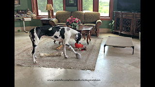 Great Dane squeaks ball to make himself howl