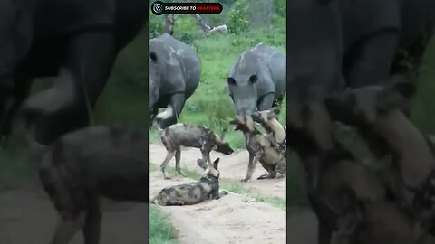 Hippo chasing wilddogs during mateing 1