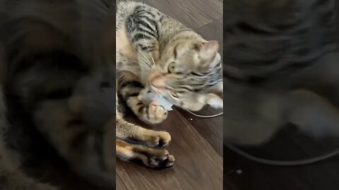 Kitty Cat plays with toy mouse #catsofyoutube #cat