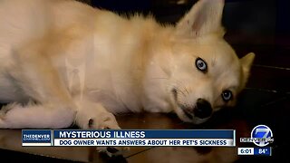 Lone Tree dog owner says her pup has come down with a mysterious illness