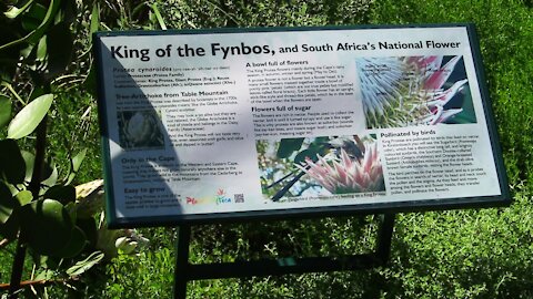 SOUTH AFRICA - Cape Town - Kirstenbosch National Botanical Garden (Video) (3gA)