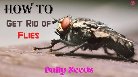 How to Get Rid of Flies | 3 Ways to Get Rid of Flies - Daily Needs Studio