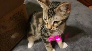 MITTENS AND THE LAZER