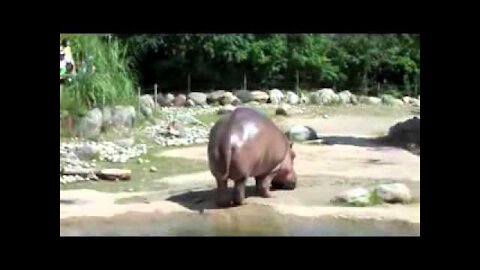 Hippo Butt Explosion