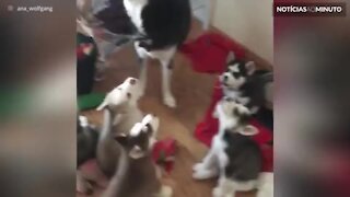 Husky ensina seus filhotes a uivar
