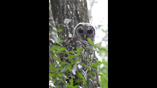 An Owly Morning