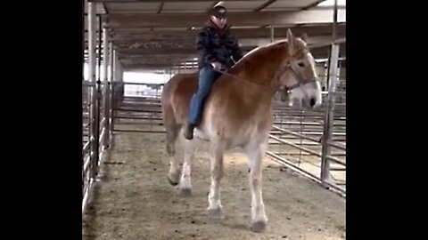 We rescued another Belgian Draft horse from shipping to slaughter on Wednesday! Here's what happened