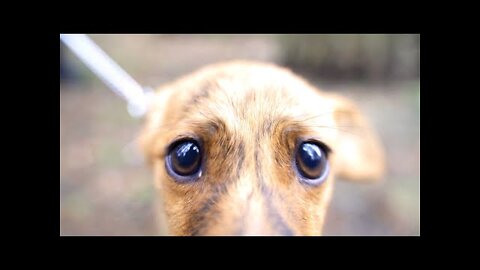 Abandoned Puppy Followed Us Home | First Walk