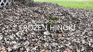 Frozen Hinoki