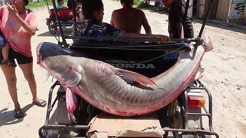 Unbelievably Massive Amazon Catfish