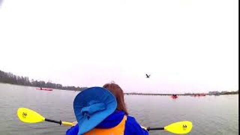 Pelican Flying Over on Elkhorn Slough #Shorts