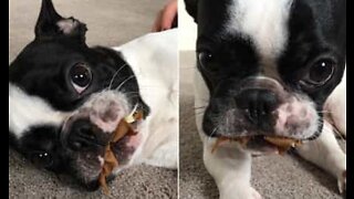 Hund kan ikke spiser efter operation