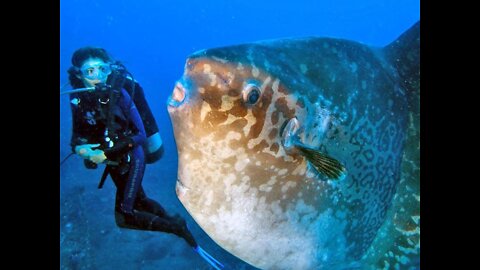 Meet the massive ocean sunfish (Mola Mola)