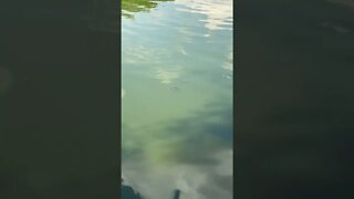 Baby Turtle Swims Near Ducks #shorts
