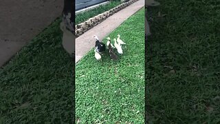 7 Muscovy Ducklings past the danger zone except for dogs and cats and humans wordjumblefrobostnbcuz!