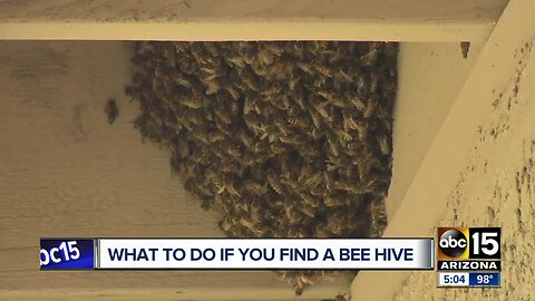 What to do if you find a bee hive