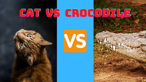 CAT VS CROCODILE