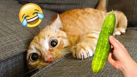Funniest Animals Video - Best Cats😹 and Dogs🐶 Videos of Funny Animals ZZZ Part 1