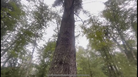 Harvesting a damaged 83-year-old white pine tree