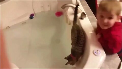Scaredy cats compilation, Funny cute pets lovers