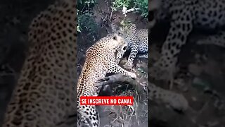 🐆 Leopardos brigando entre si, Confira🐆