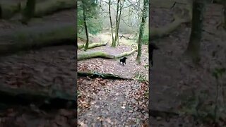 Patterdale Terrier Jumping