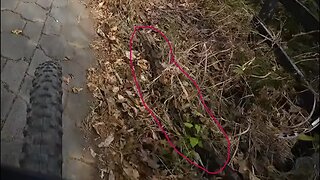 Close encounter with a snake