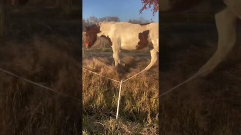 My Rescue Pony Escapes Again: A Short Film
