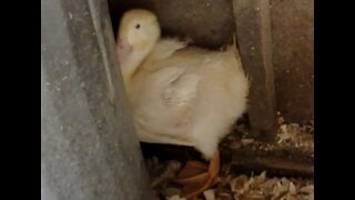 Duckling gets Stuck while learning to use Reverse a Short Video