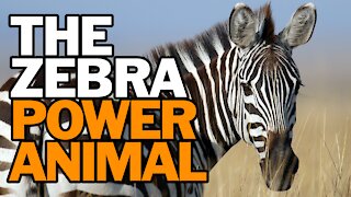 The Zebra Power Animal