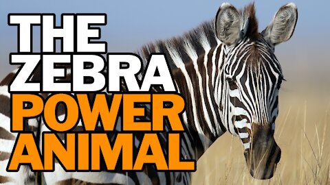 The Zebra Power Animal