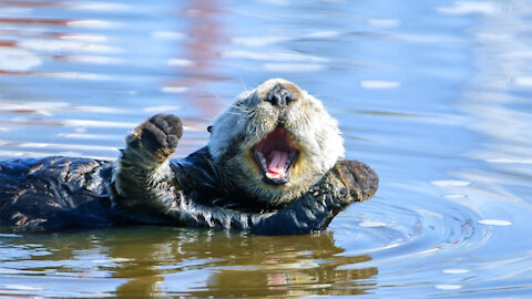 Checking Sea Otter temperature