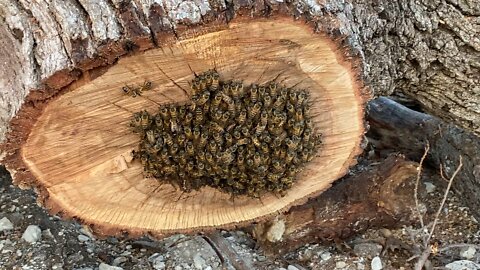 Wild hive not enthused about moving into man made hive. They have to move or be destroyed by housing development, commercial bee keepers refused to come get them.