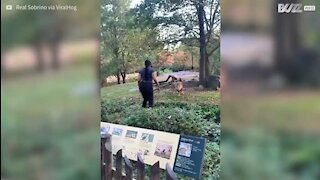 Senhor invade recinto de leões no Zoo de Brooklyn