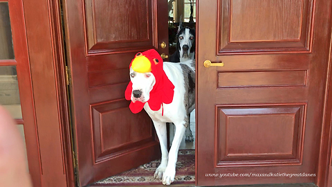 Great Dane Is More Than Ready To Celebrate Thanksgiving