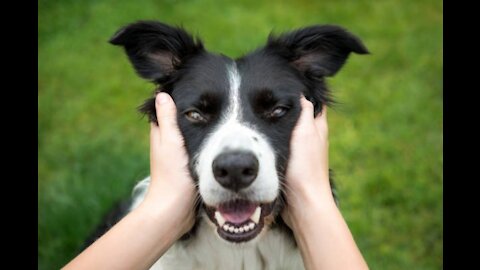 Brain Training for Dogs - Turn Your Dog into a walking Genius!