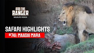 Safari Highlights #741: 02 January 2023 | Lalashe Maasai Mara | Latest Wildlife Sightings