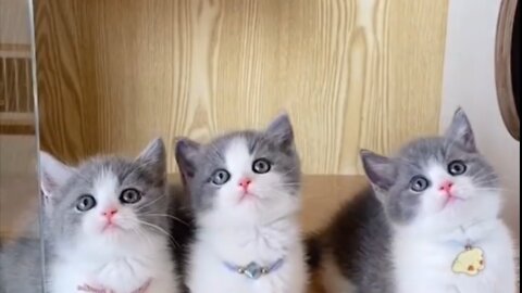 So many cute kittens videos | Cutest cat videos 2022 #petsanimal #Cutecats