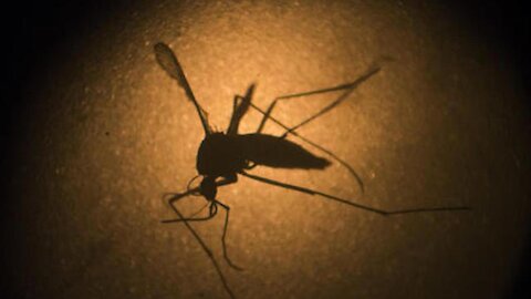 Asian tiger mosquito again identified in Wayne County
