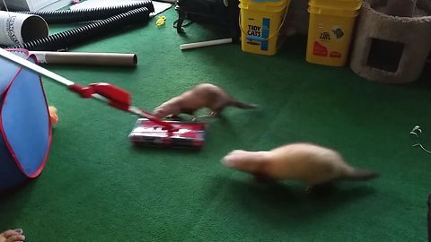 Vacuum Fetching Ferrets