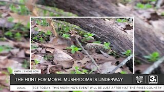 Hunt for morel mushrooms underway