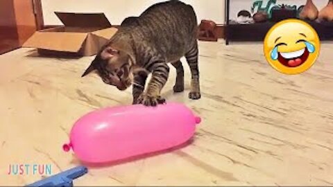 Videos De Risa 2021 nuevos 😂 Animales Graciosos -Gatos y Perros Chistosos #1/ Funny Cats Compilation