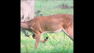 deer in Georgia